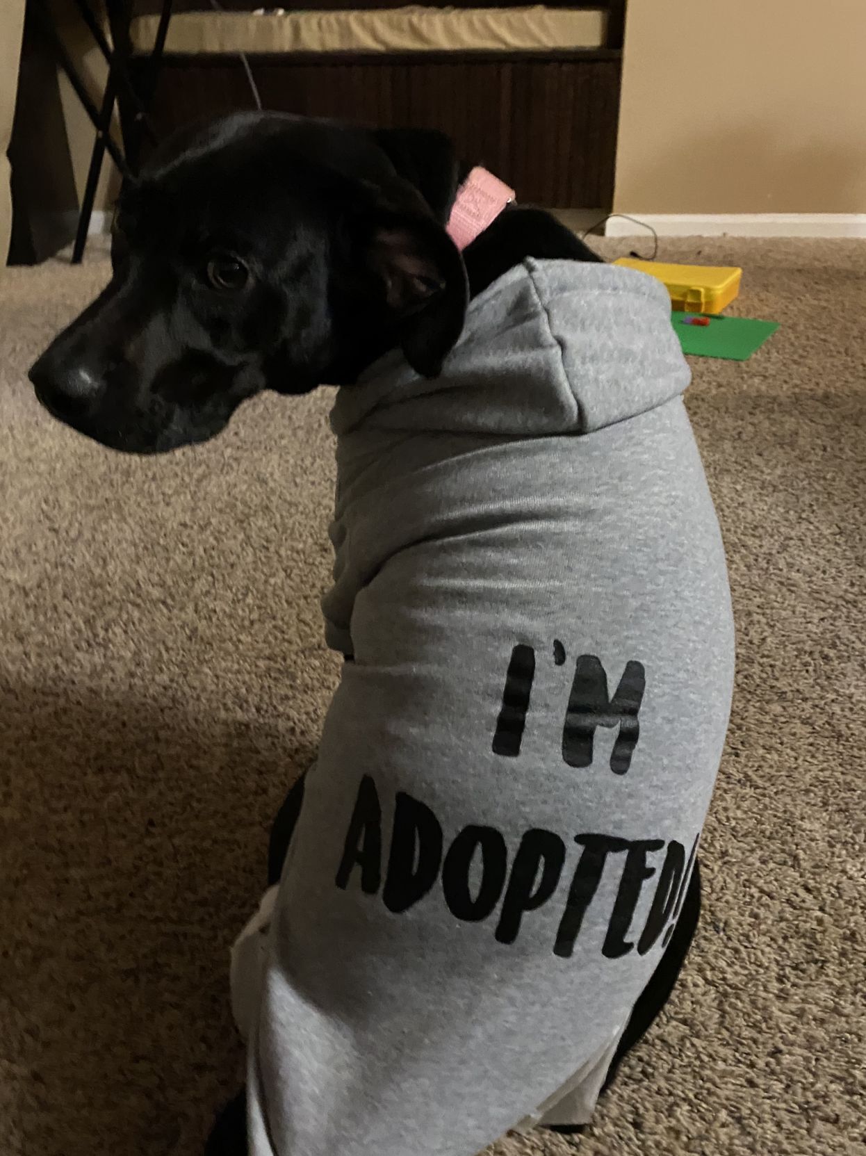 Zoey (3).jpg